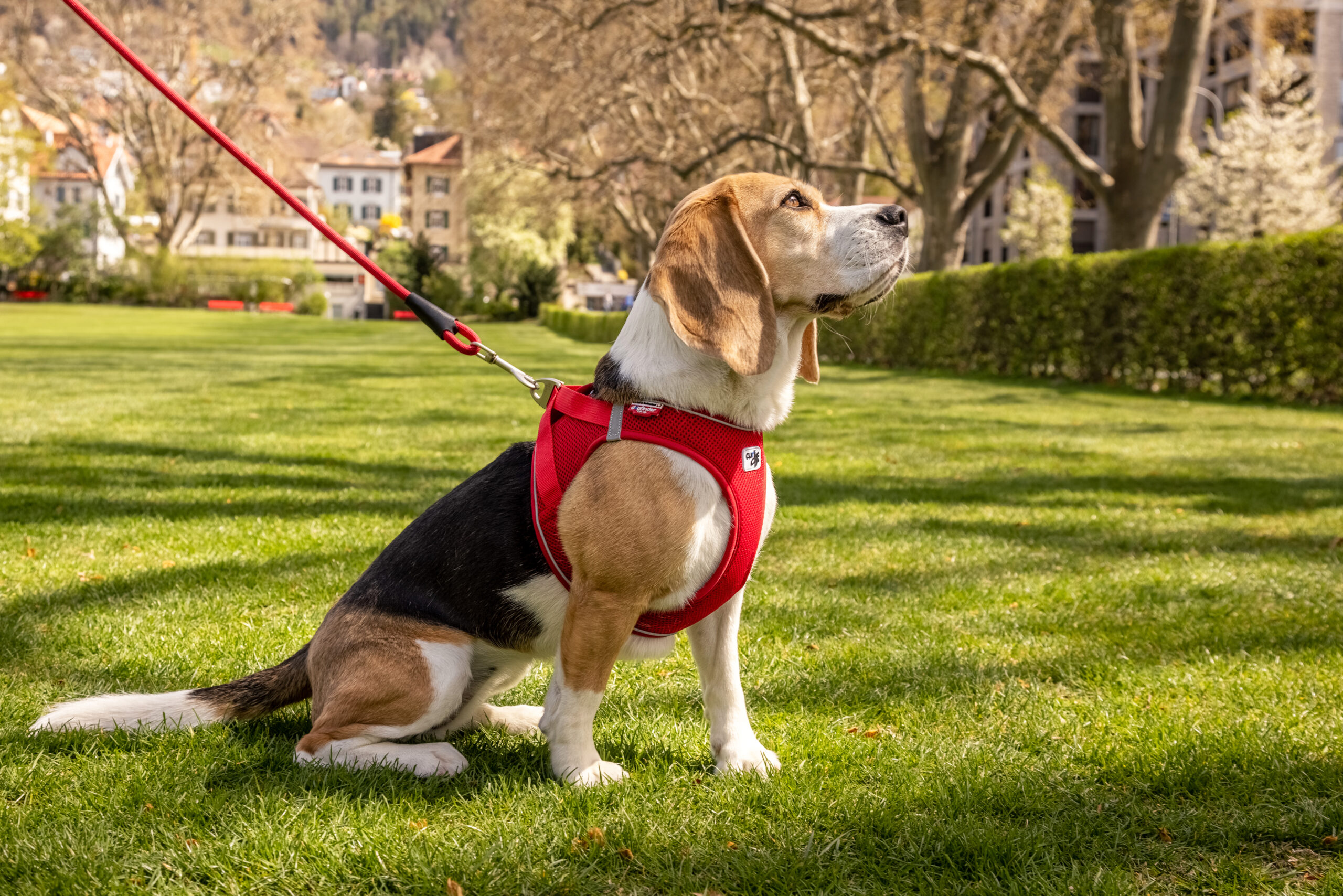 Curli Magnetic V2 traksid väikestele koertele - Image 7