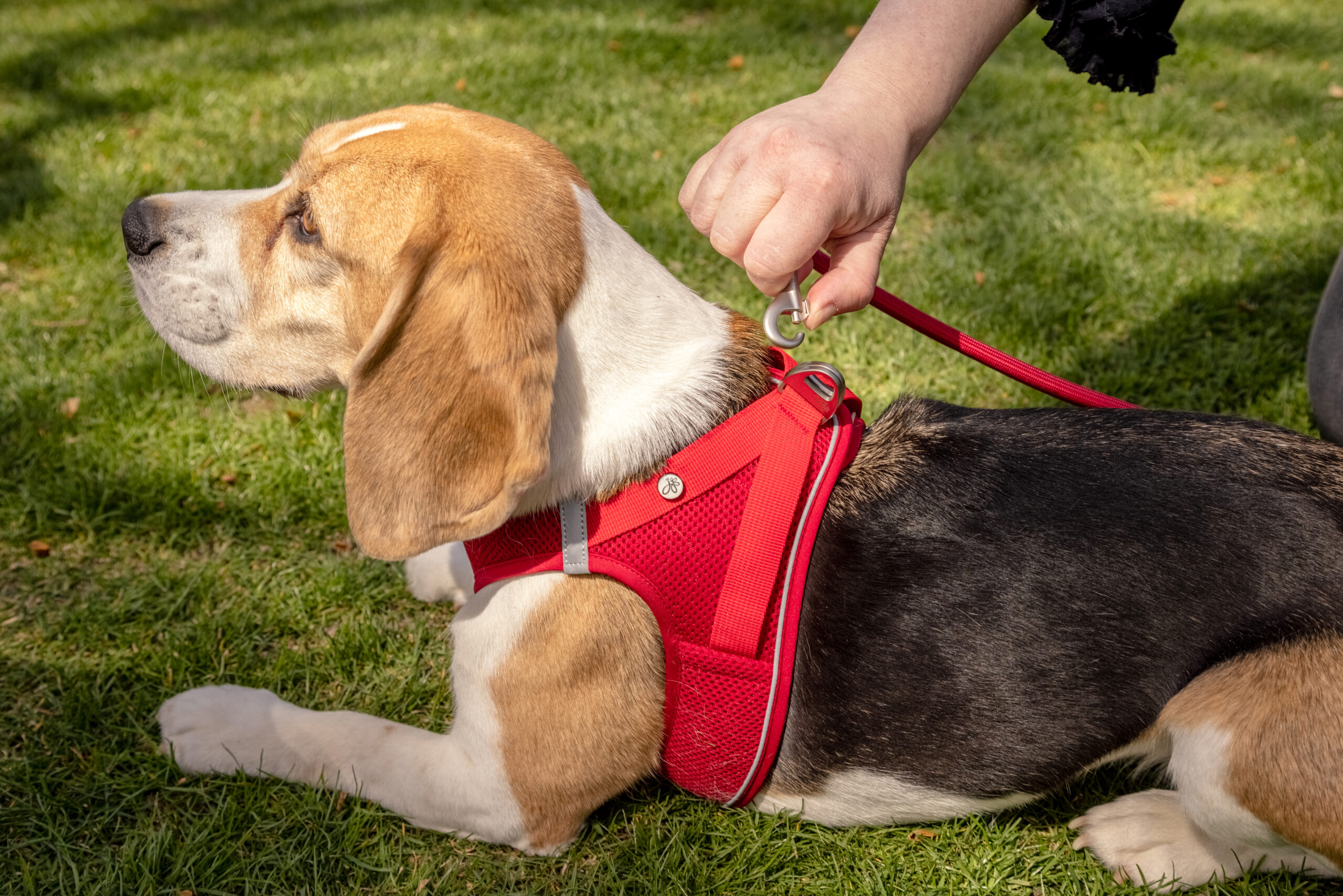 Curli Magnetic V2 traksid väikestele koertele - Image 4