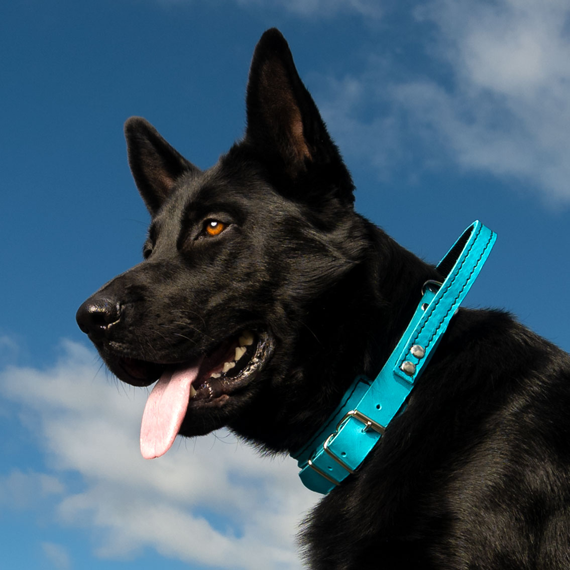 GS nahast koera kaelarihm käeaasaga Bill - Image 14