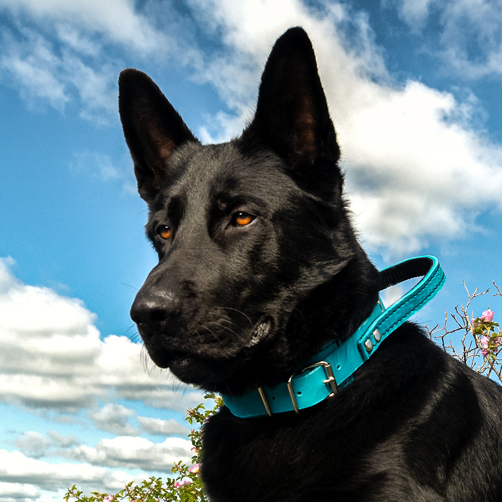 GS nahast koera kaelarihm käeaasaga Bill - Image 13