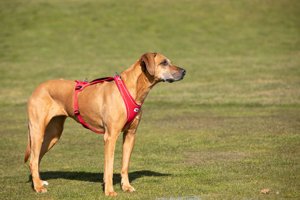 Curli Belka Comfort traksid koertele - Image 12