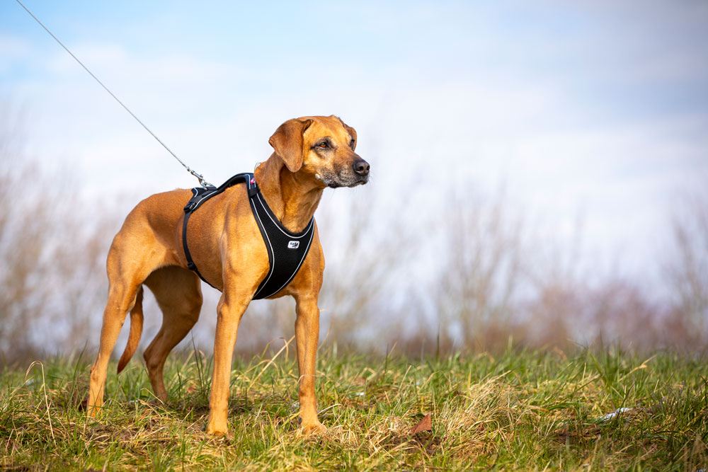 Curli Belka Comfort traksid koertele - Image 14