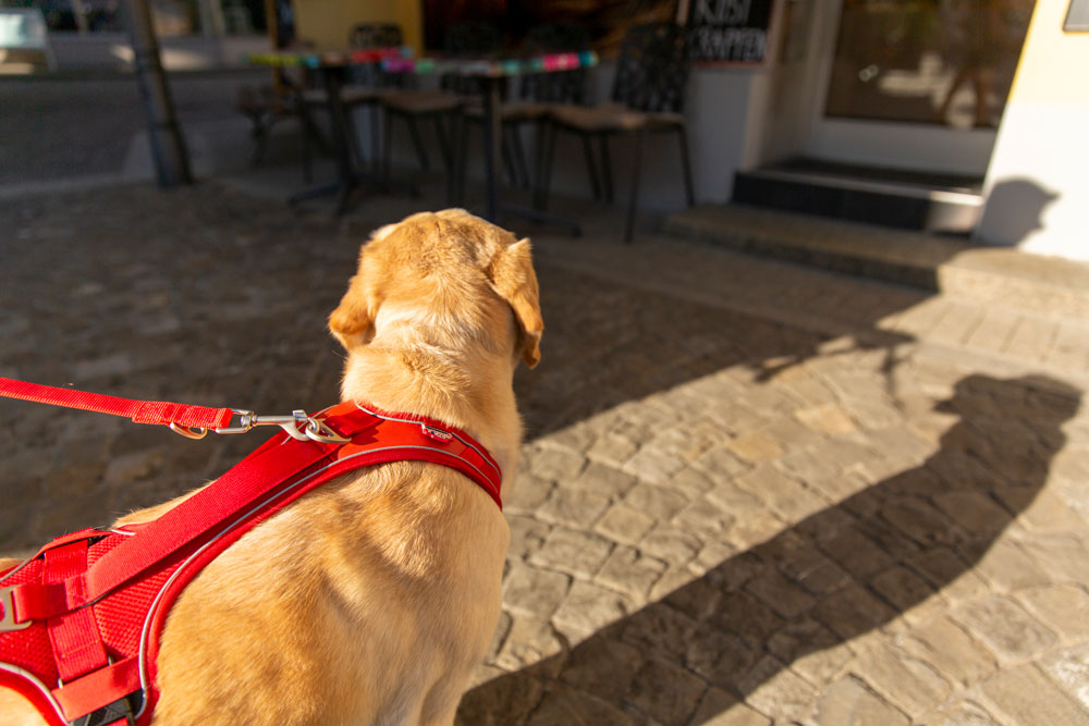 Curli Belka Comfort traksid koertele - Image 10