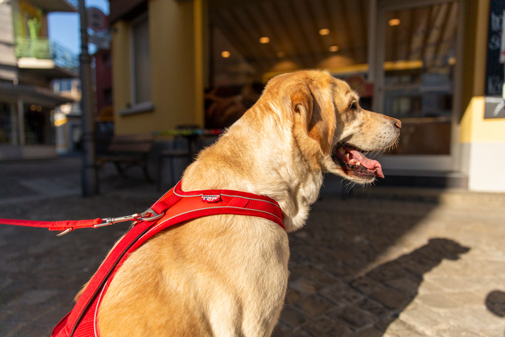 Curli Belka Comfort traksid koertele - Image 11