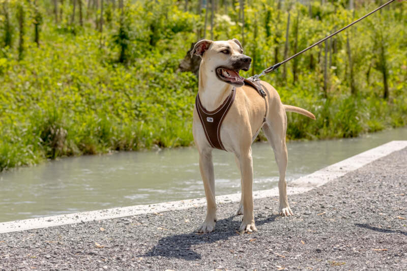 Curli Belka Comfort traksid koertele - Image 8