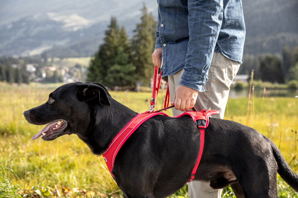 Curli Belka Comfort traksid koertele - Image 4