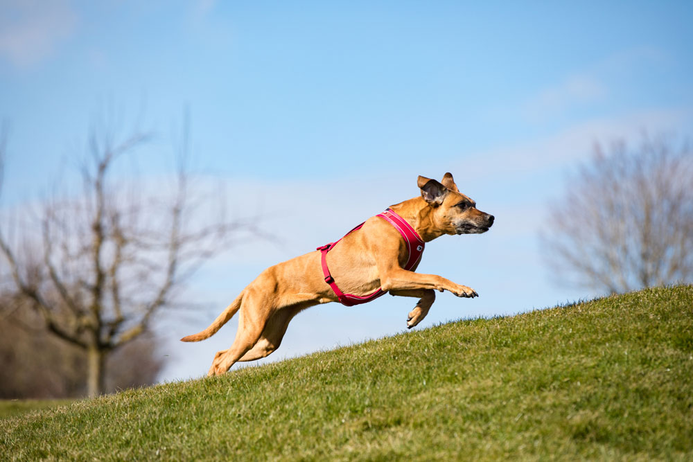 Curli Belka Comfort traksid koertele - Image 9