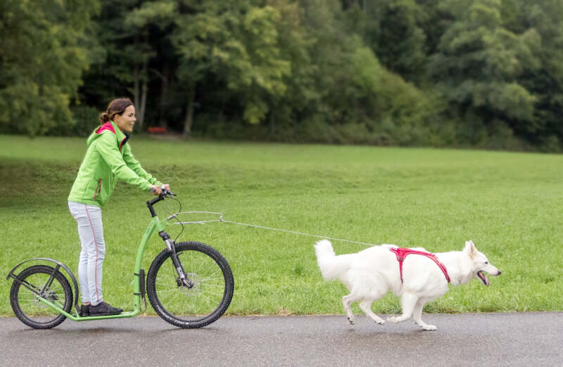 Curli Belka Comfort traksid koertele - Image 16