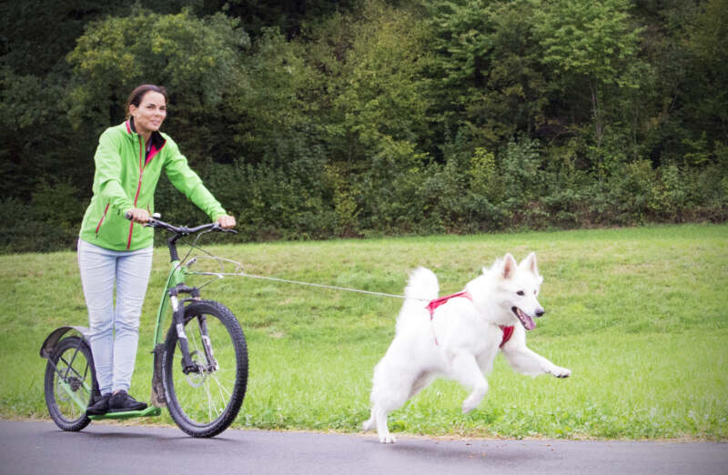 Curli Belka Comfort traksid koertele - Image 15