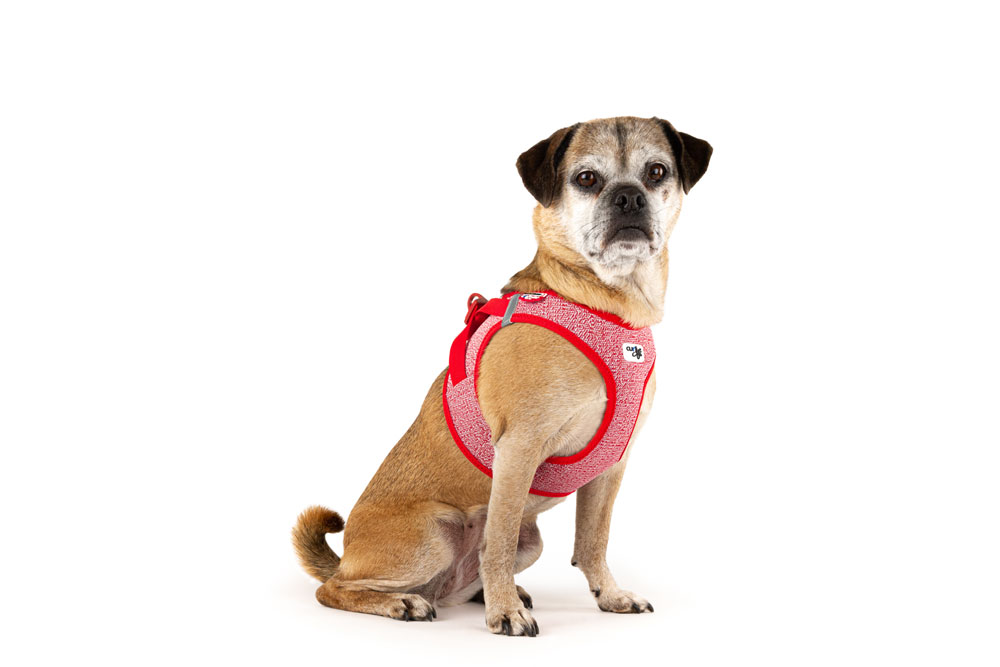 Curli Clasp Merino traksid väikestele koertele - Image 4