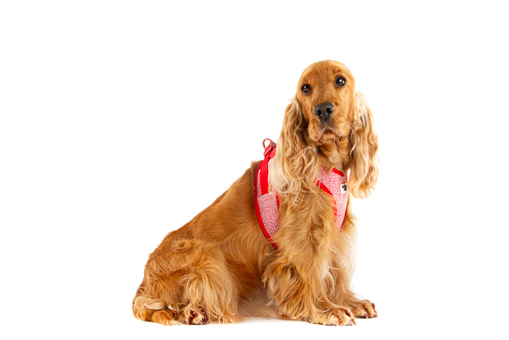 Curli Clasp Merino traksid väikestele koertele - Image 5