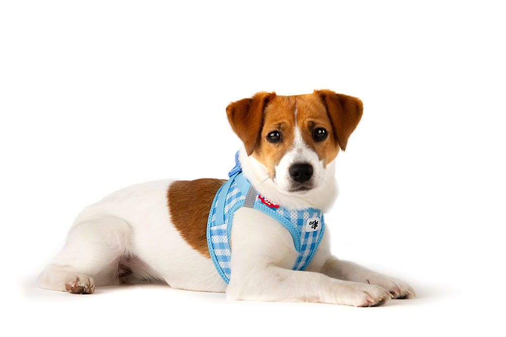 Curli Air-Mesh traksid + jalutusrihm komplekt kutsikale - Image 8