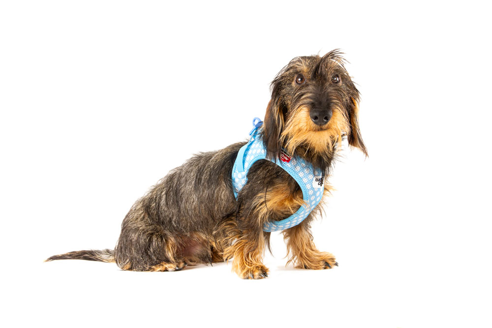 Curli Air-Mesh traksid + jalutusrihm komplekt kutsikale - Image 5