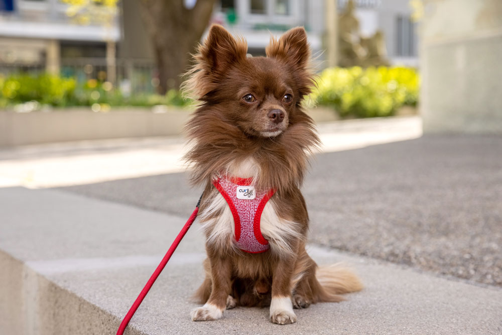 Curli Clasp Merino traksid väikestele koertele - Image 8