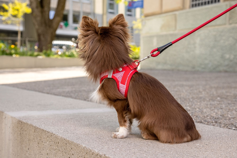 Curli Clasp Merino traksid väikestele koertele - Image 7