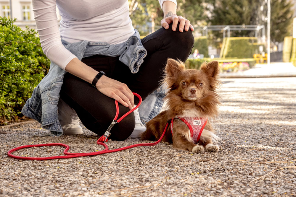 Curli Clasp Merino traksid väikestele koertele - Image 6