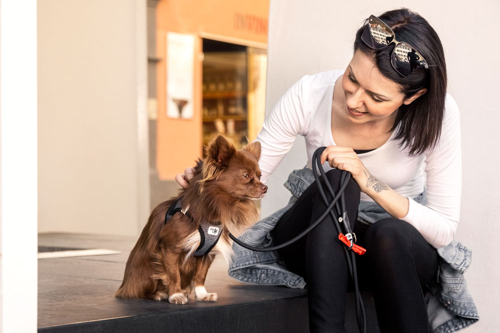 Curli Clasp Merino traksid väikestele koertele - Image 9