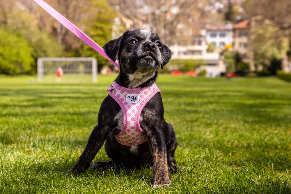 Curli Air-Mesh traksid + jalutusrihm komplekt kutsikale - Image 9