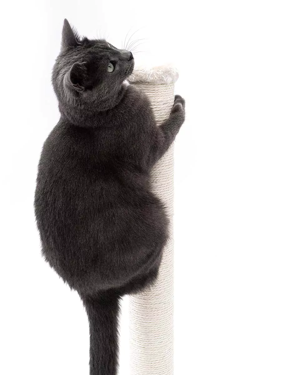 Petrebels Maine 90 kraapimispuu kassidele - Image 5