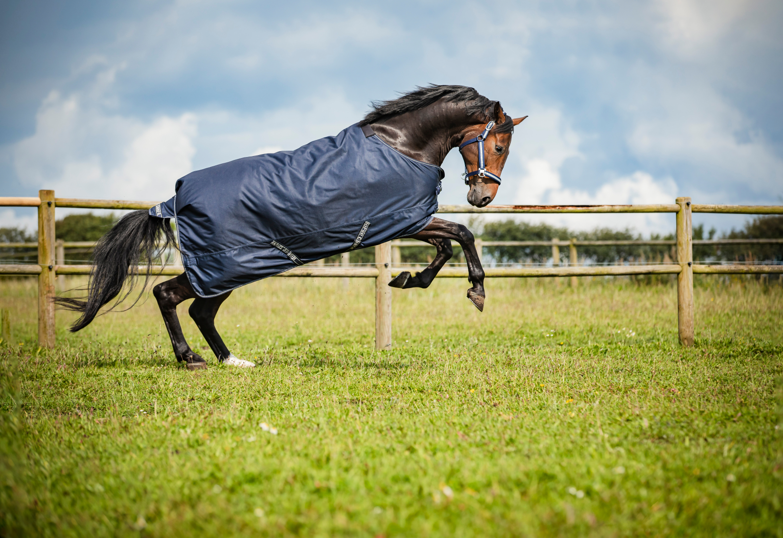 HG Landon vihmatekk hobusele, 1200D - 0g - Image 3