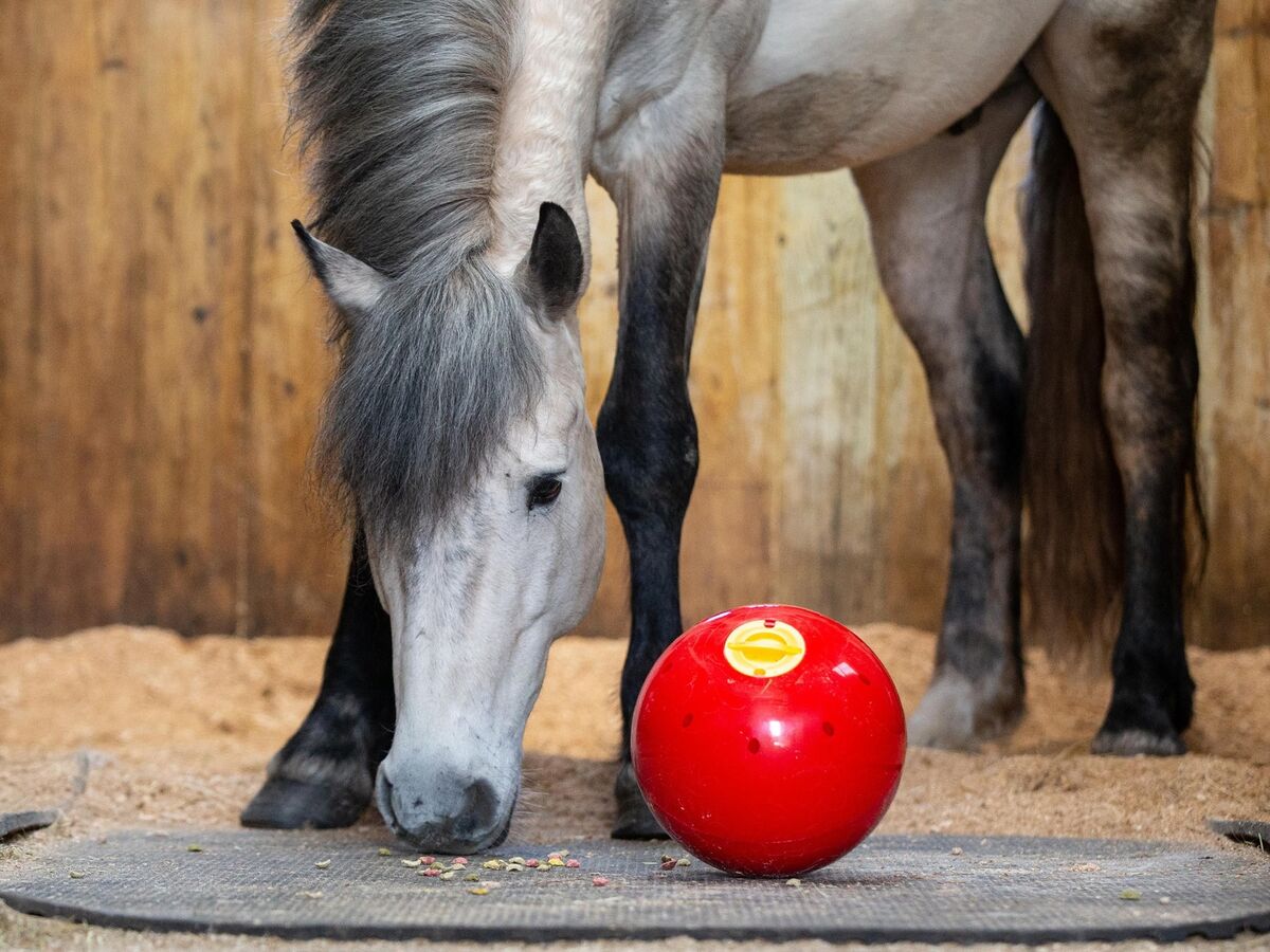 Likit Snak-a-Ball maiusepall hobustele - Image 4