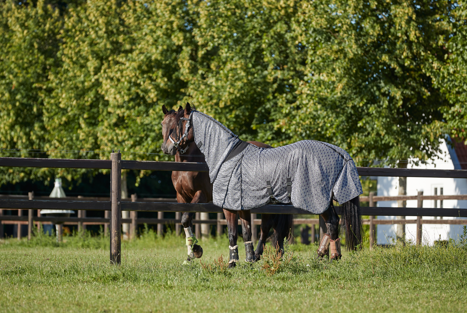 HG Madison putukatekk hobusele - Image 3