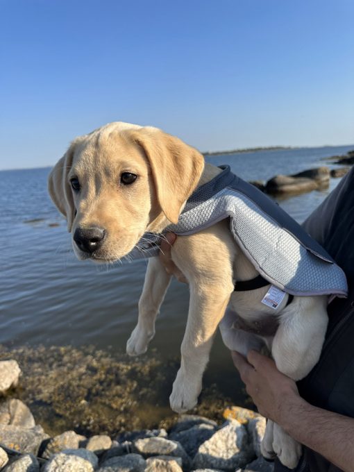 Helios jahutav jope koertele - Image 3