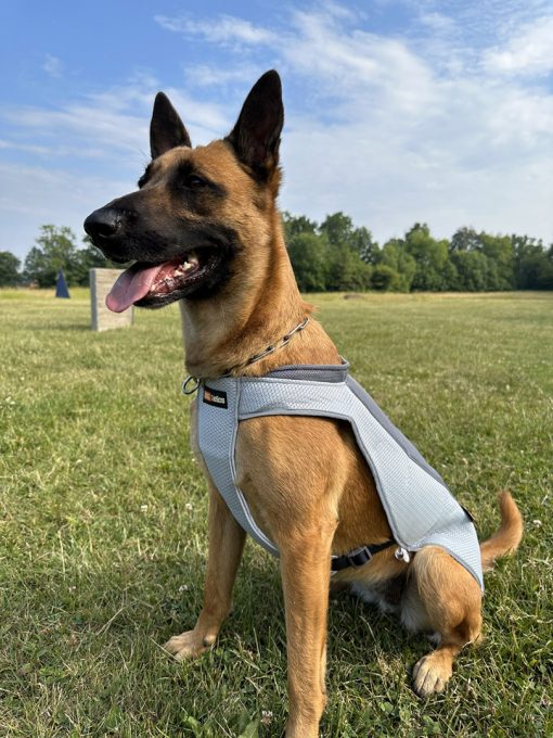 Helios jahutav jope koertele - Image 2