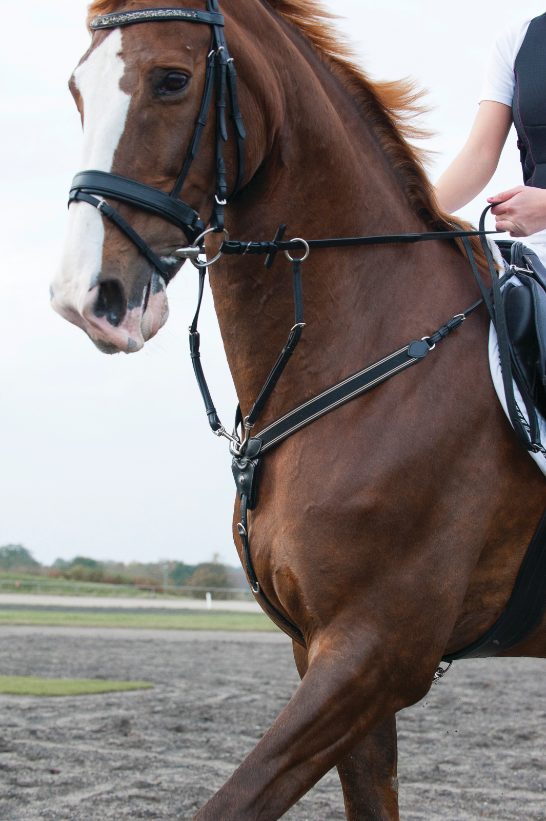 Catago elastikuga martingal - Image 2