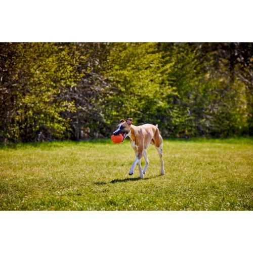 DOGGI sangaga ragbi pall koertele - Image 4