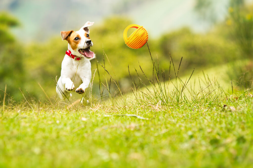 DOGGI sangaga pall koertele - Image 7