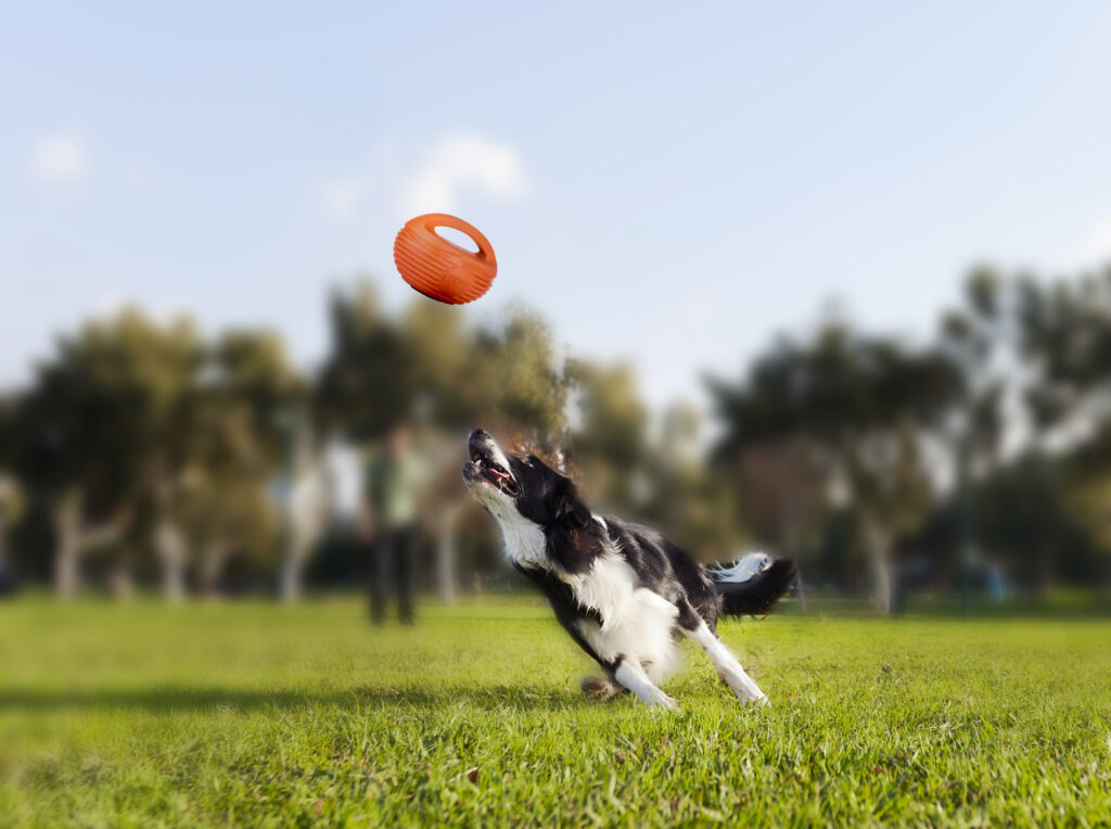 DOGGI sangaga ragbi pall koertele - Image 6