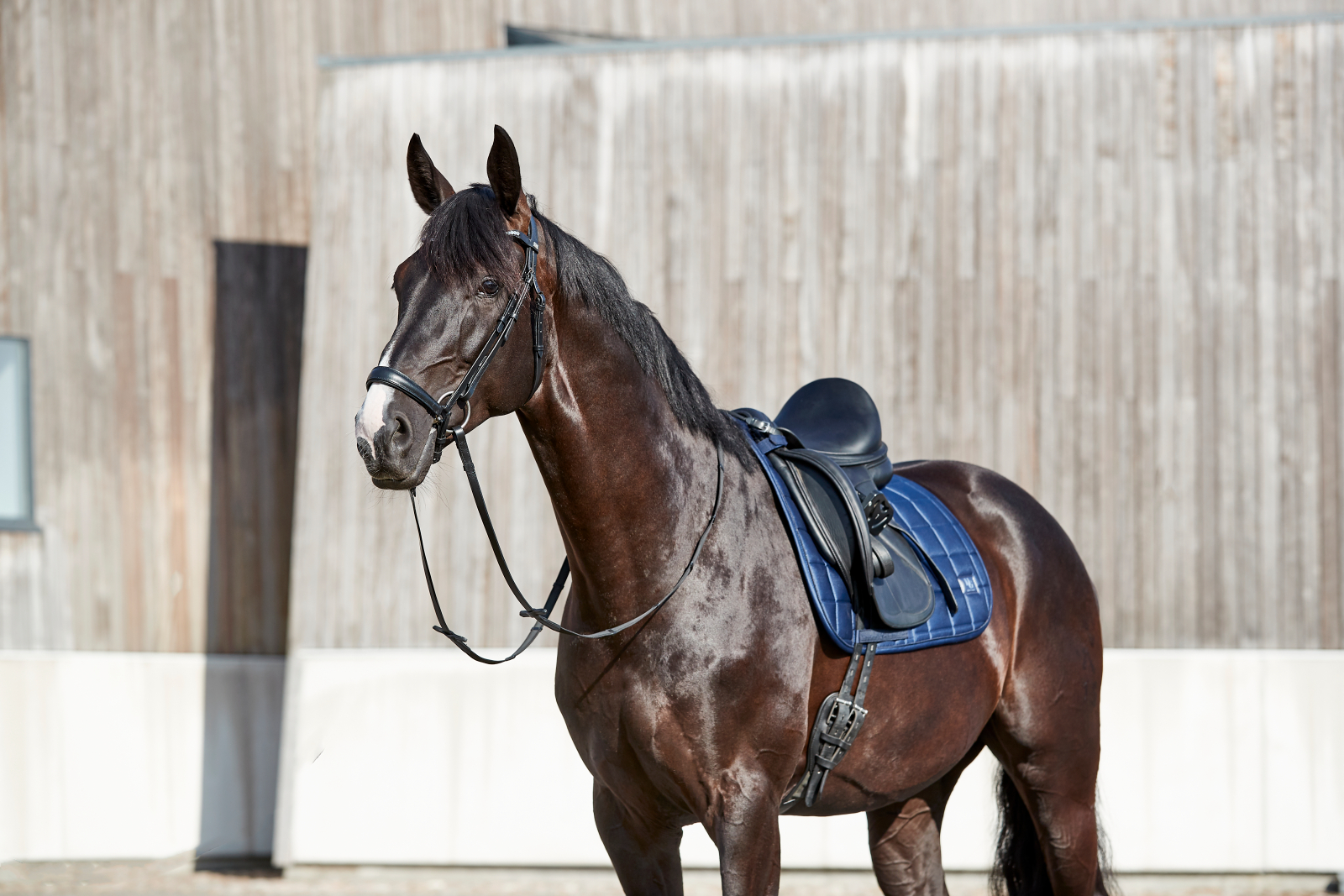 HG Cryll hannoveri kapsliga valjad hobustele - Image 3