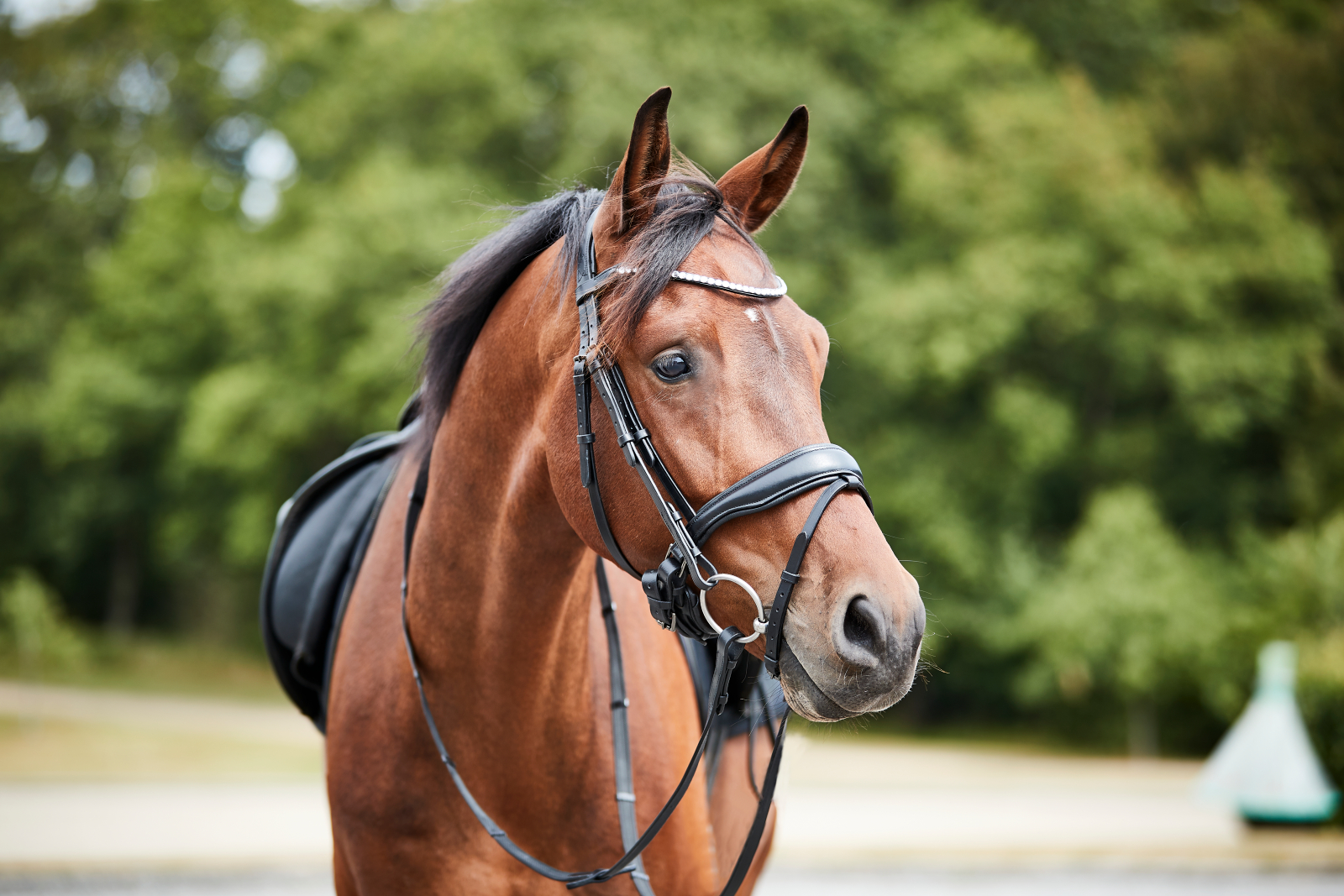 HG Cryll inglise kapsliga valjad hobustele - Image 2