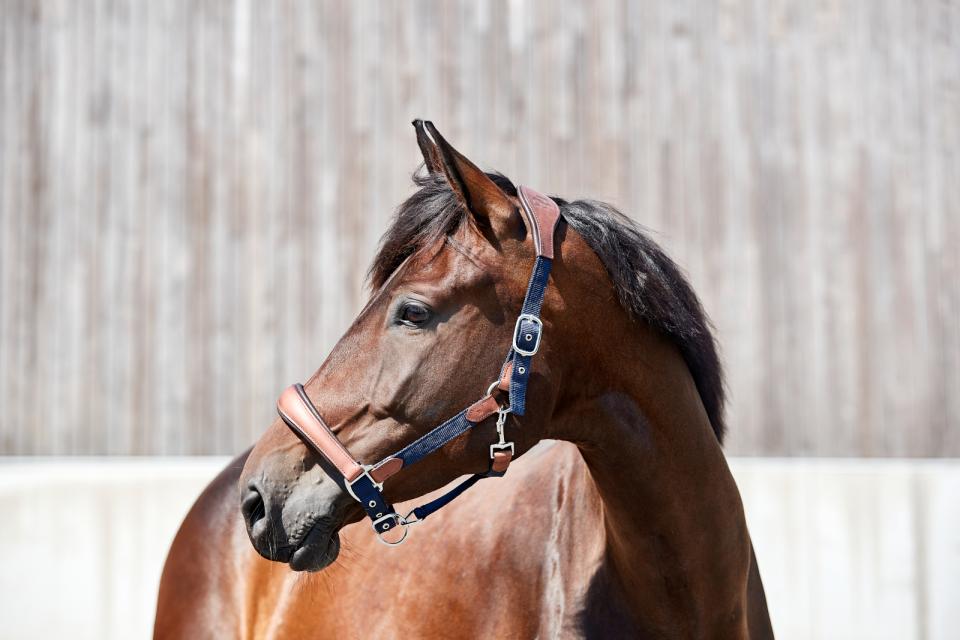 HG Keisha päitsed hobustele - Image 4