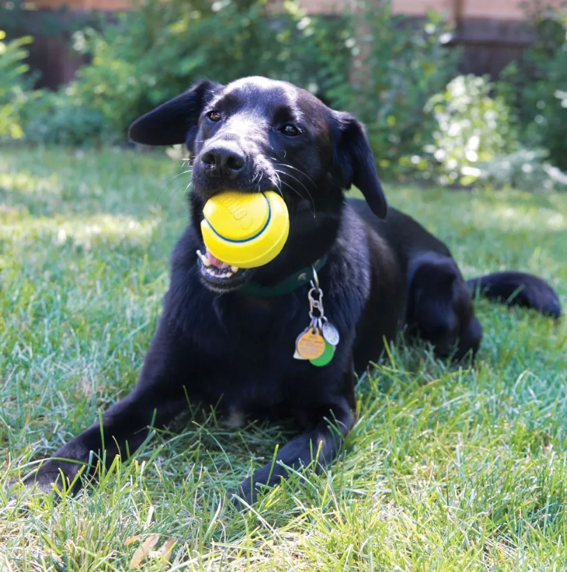 KONG Squeezz tennispallid koertele, 2 tk - Image 2