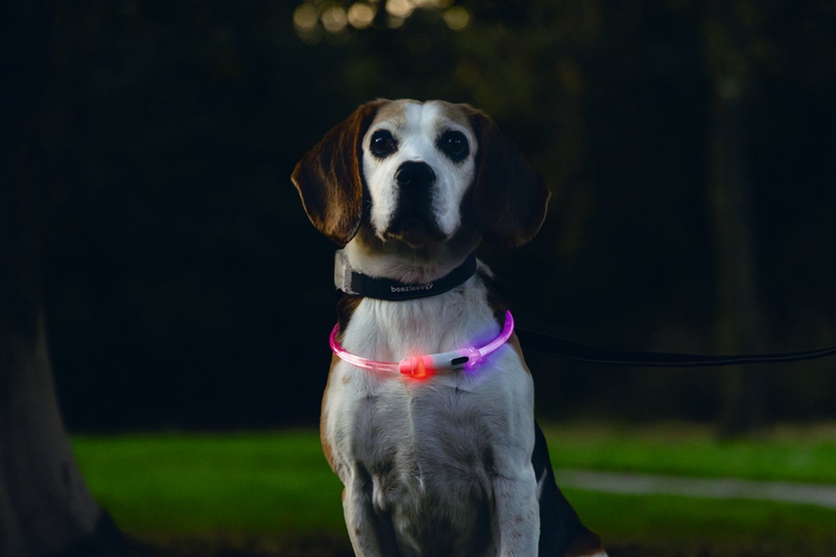 Beezteez Dogini Multi LED kaelarihm koertele - Image 2