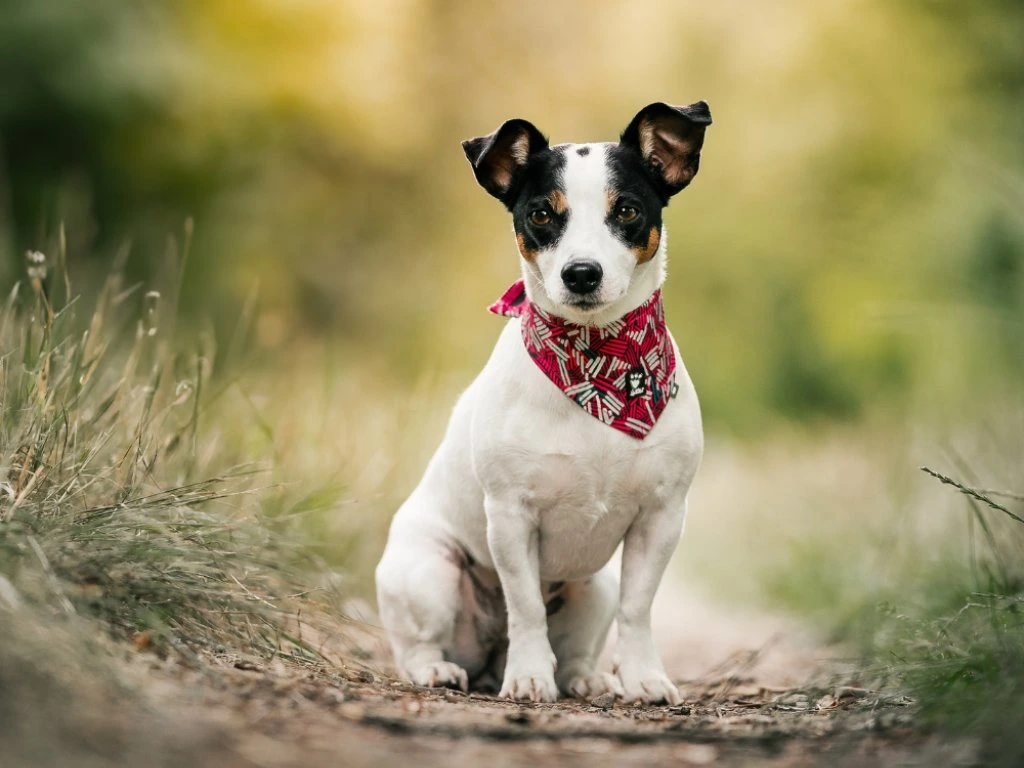 Hurtta Bandana ECO helkurkaelarätik koertele - Image 5