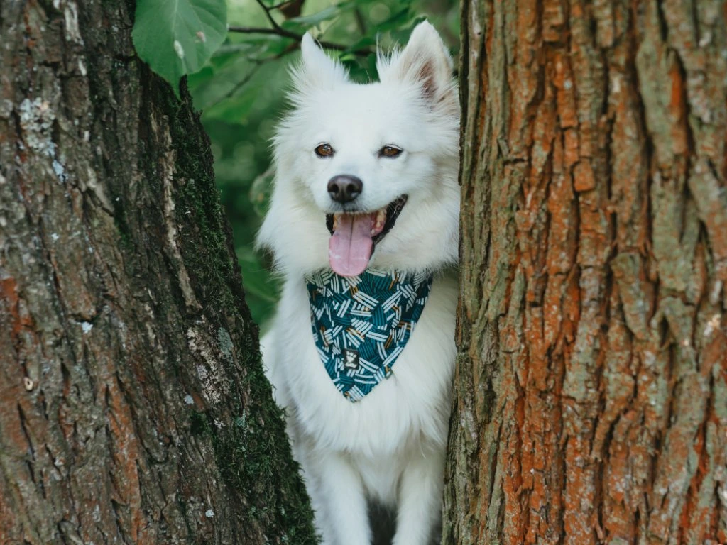 Hurtta Bandana ECO helkurkaelarätik koertele - Image 6