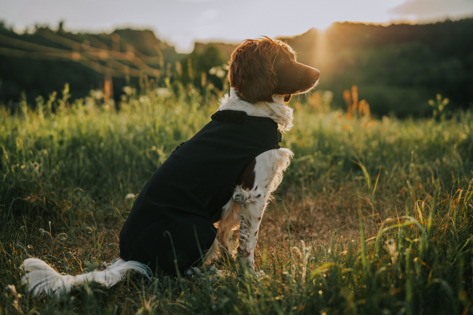 Catago Hybrid jope koertele - Image 3