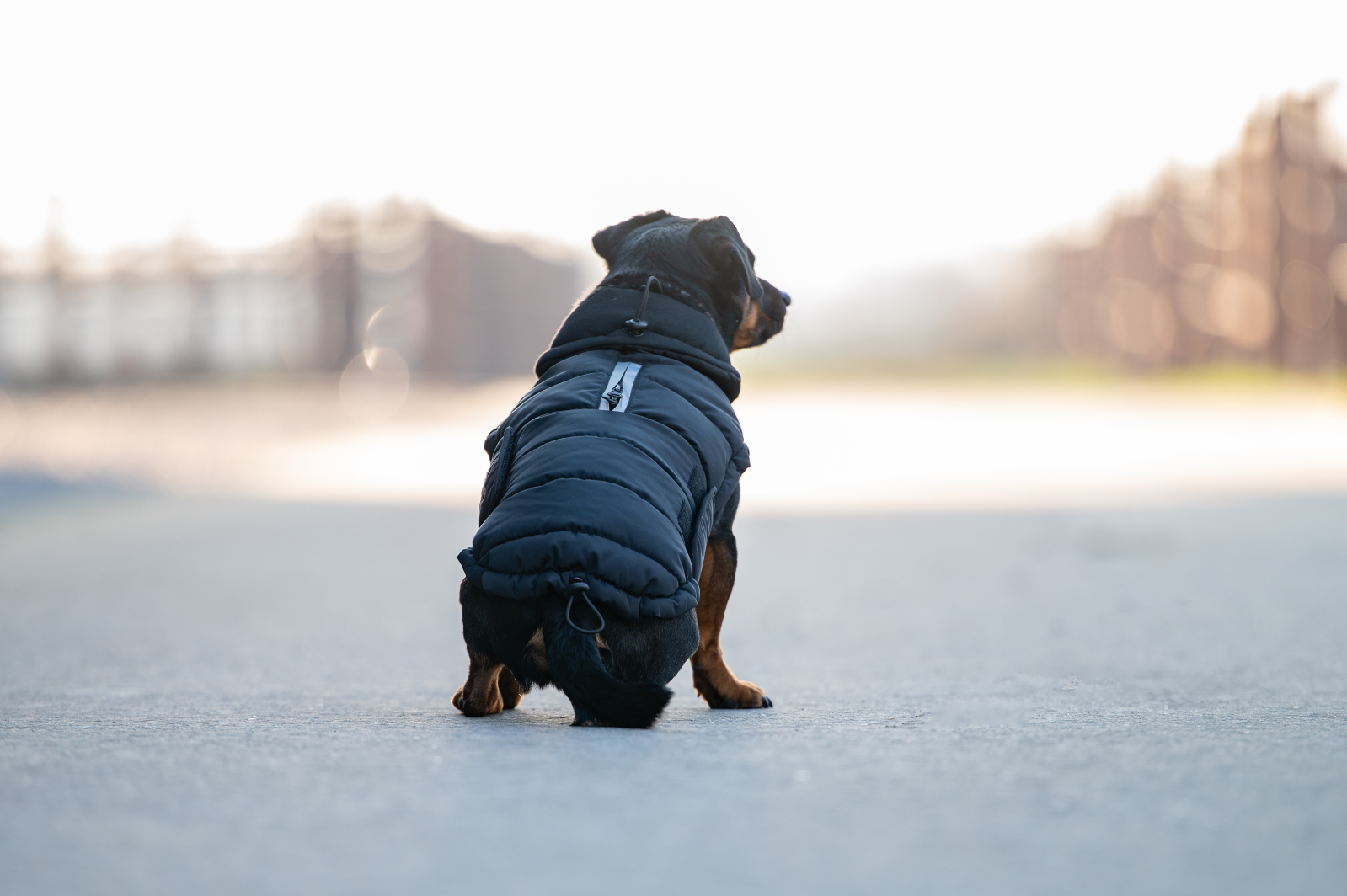 Catago Fir-Tech talvejope koertele - Image 3