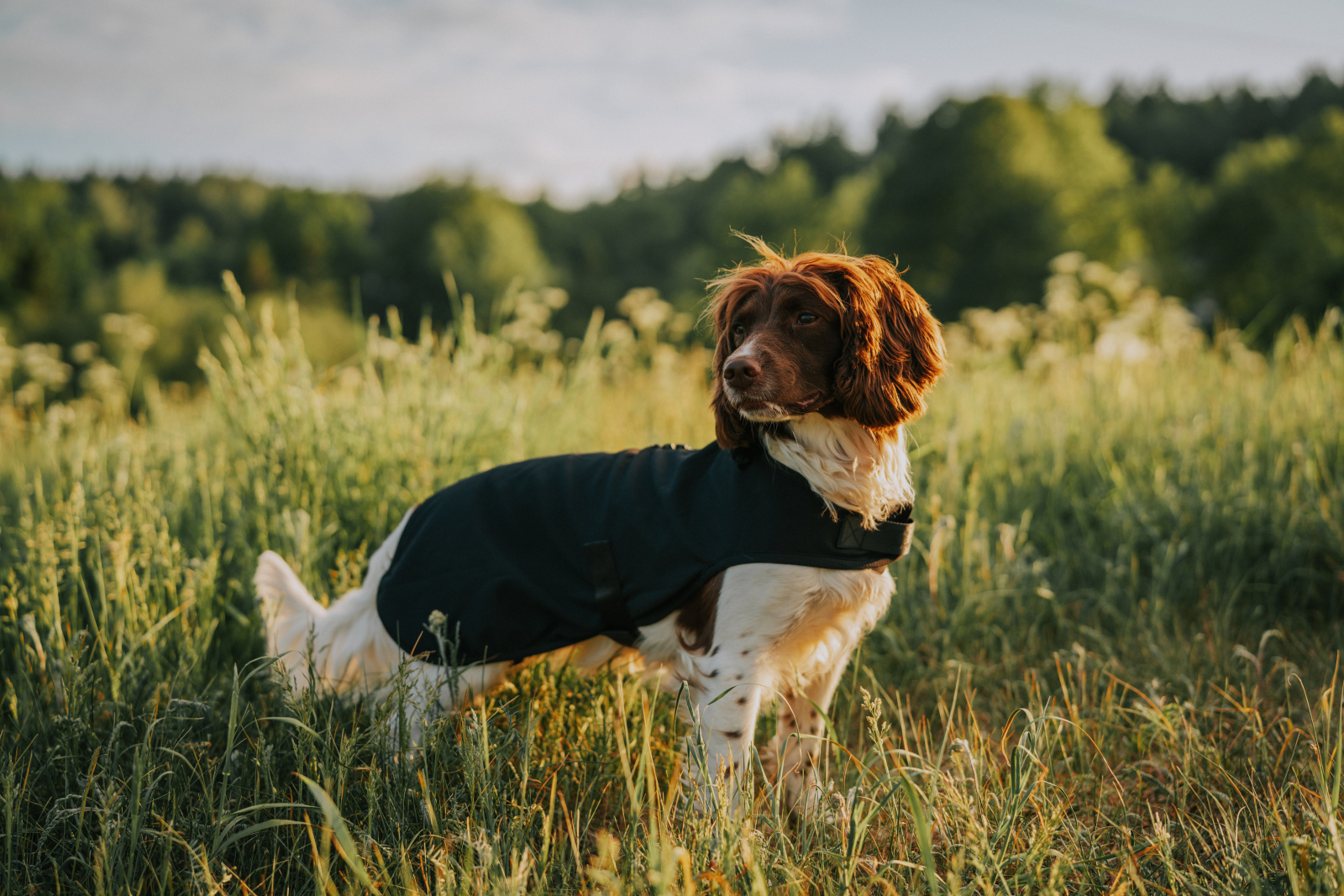 Catago Hybrid jope koertele - Image 2