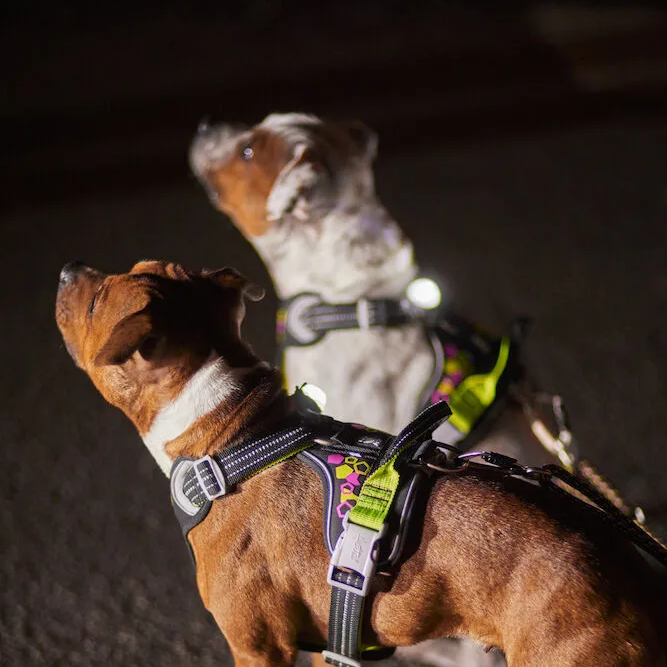 Hurtta Nordic LED tuluke - Image 5