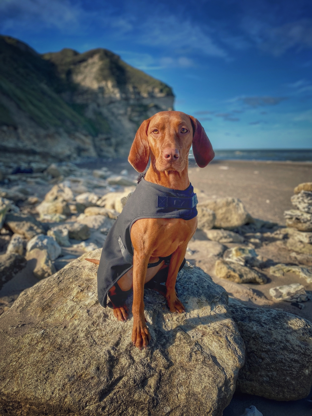 Catago Hybrid jope koertele - Image 4