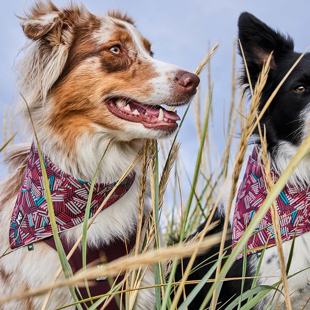 Hurtta Bandana ECO helkurkaelarätik koertele - Image 3