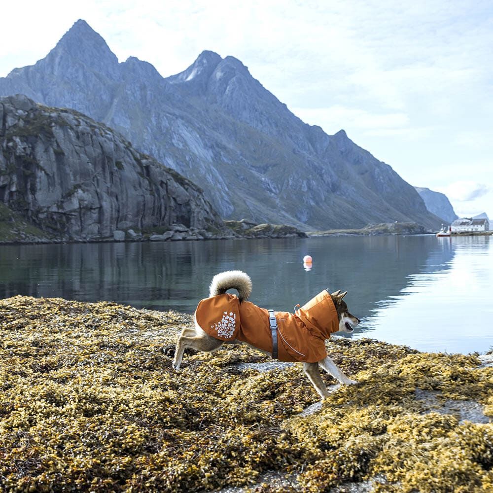 Hurtta Monsoon vihmajope koertele - Image 10