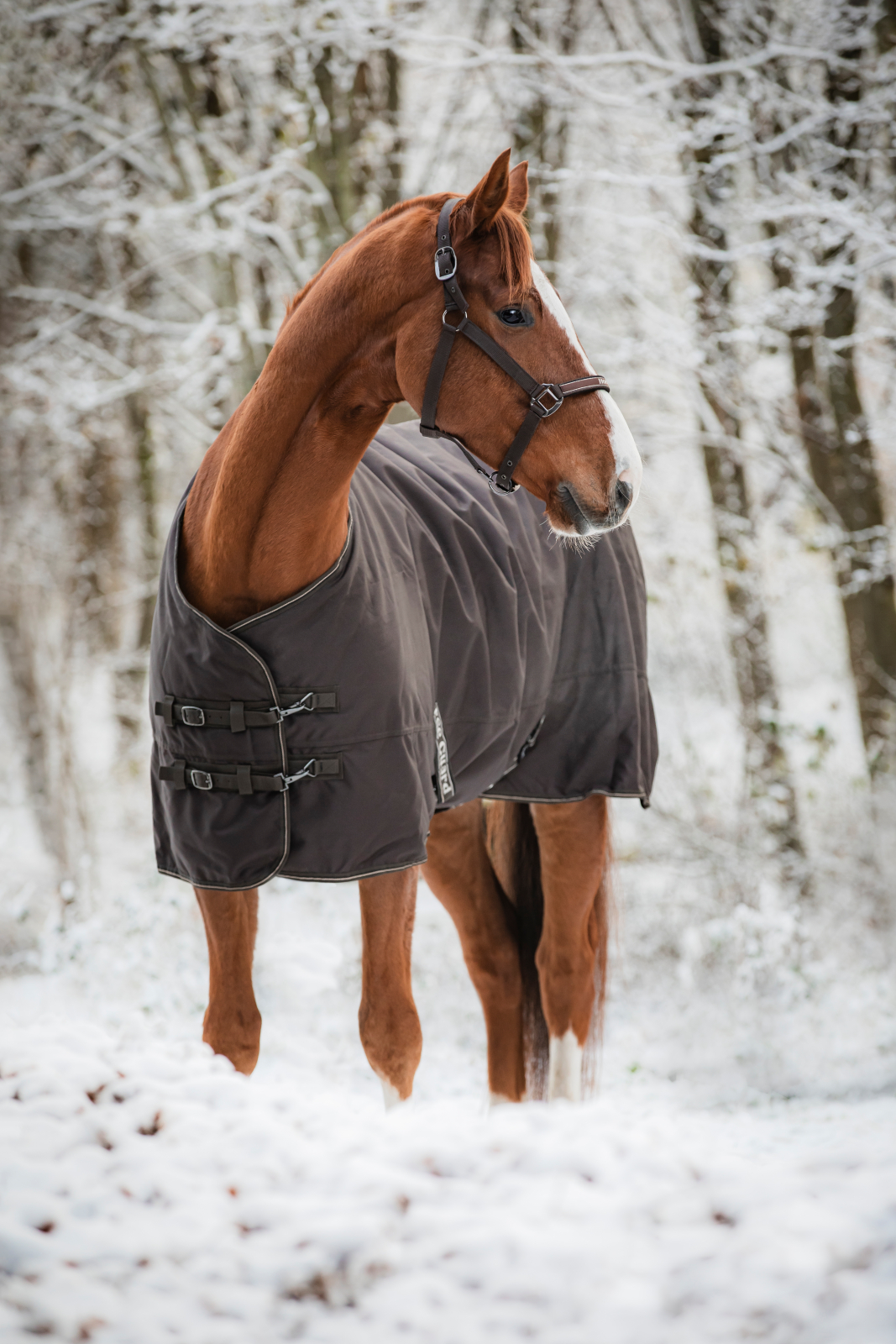 HG Landon õuetekk hobusele, 1200D-200 g - Image 4