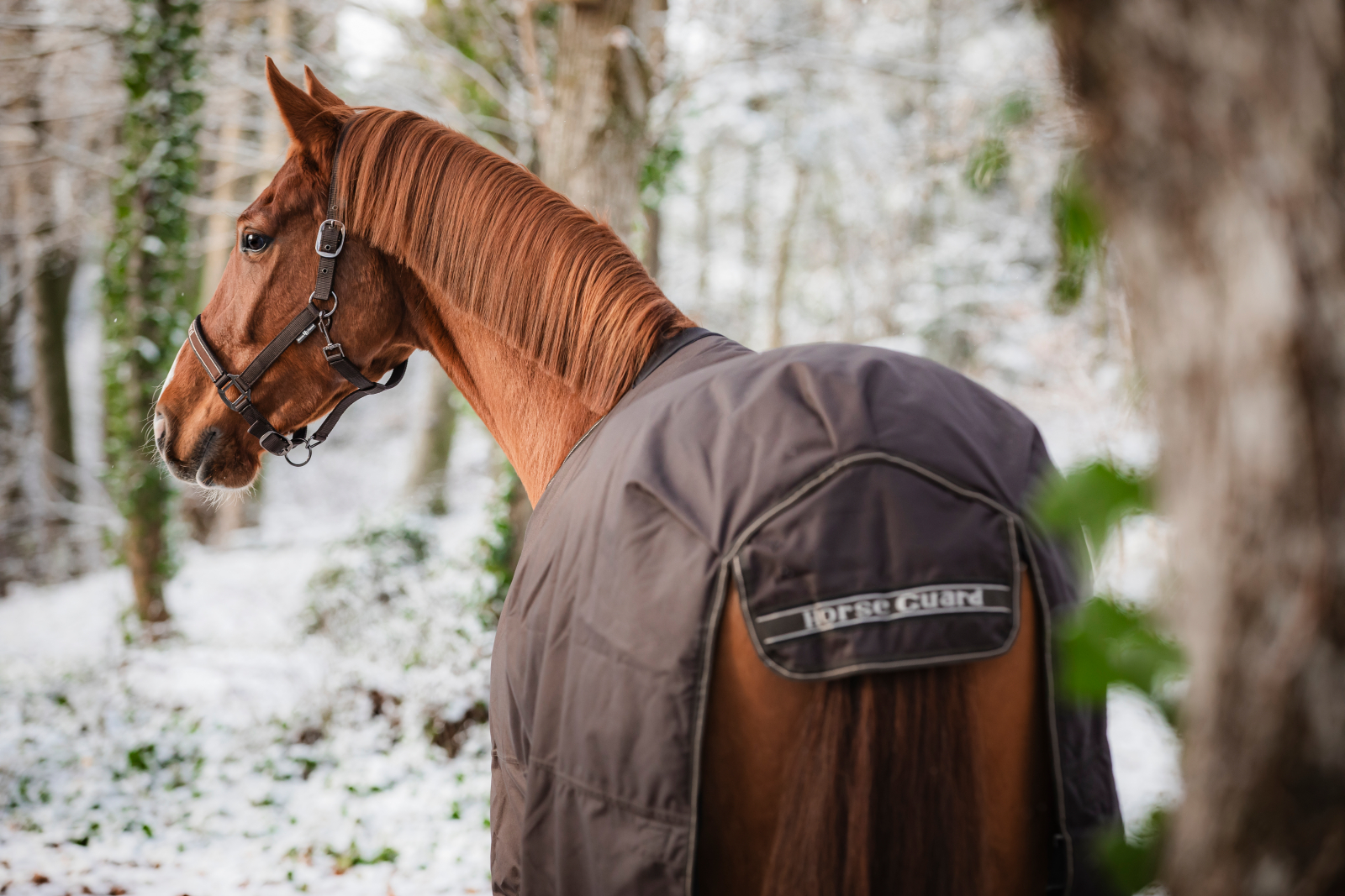 HG Landon õuetekk hobusele, 1200D-200 g - Image 7