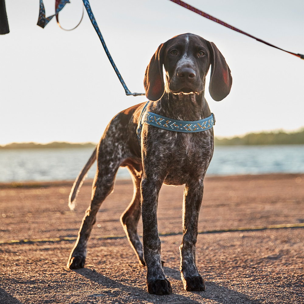 Hurtta Razzle-Dazzle traksid koertele - Image 5