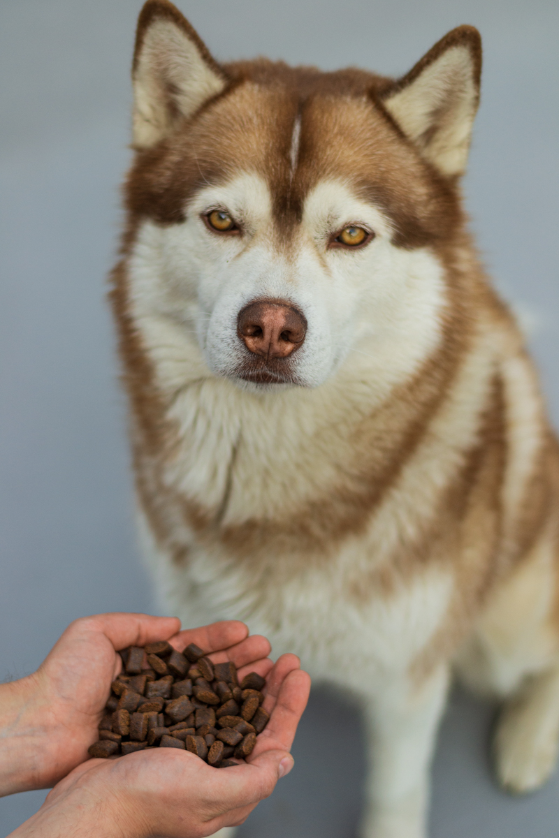 Platinum Adult Chicken poolpehme koerte kuivtoit - Image 3